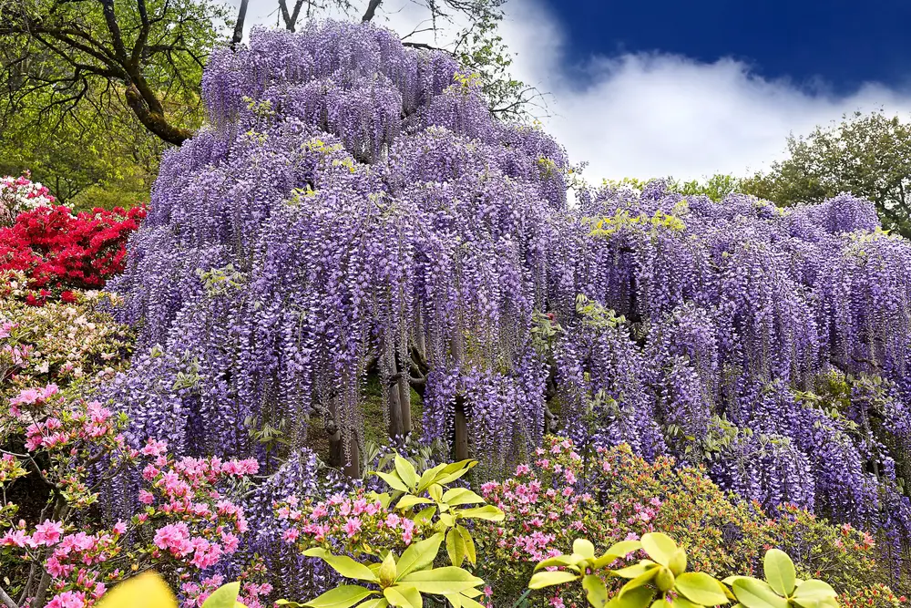 Seasonal Considerations For Purple Flowering Trees