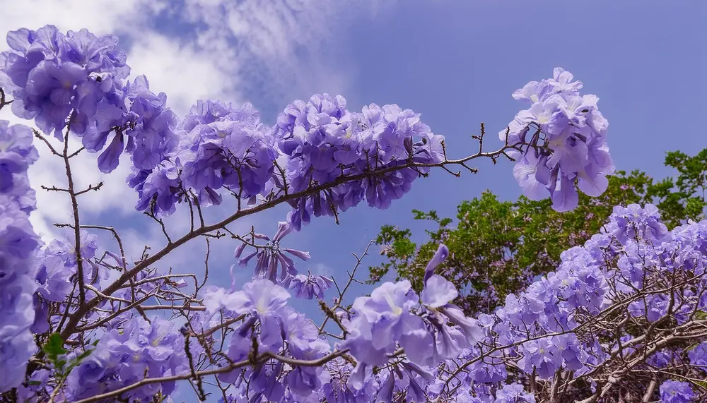 Jacaranda (Jacaranda mimosifolia)