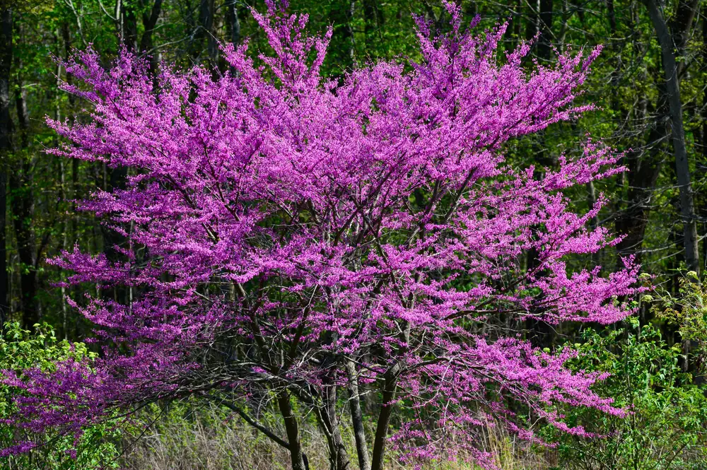 Lavender Twist Redbud or Covey Redbud (Cercis canadensis ‘Covey’ or ‘Lavender twist’)