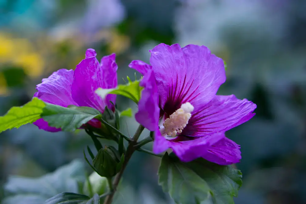 Rose of Sharon (Hybiscus syriacus ‘Blue Chiffon’)