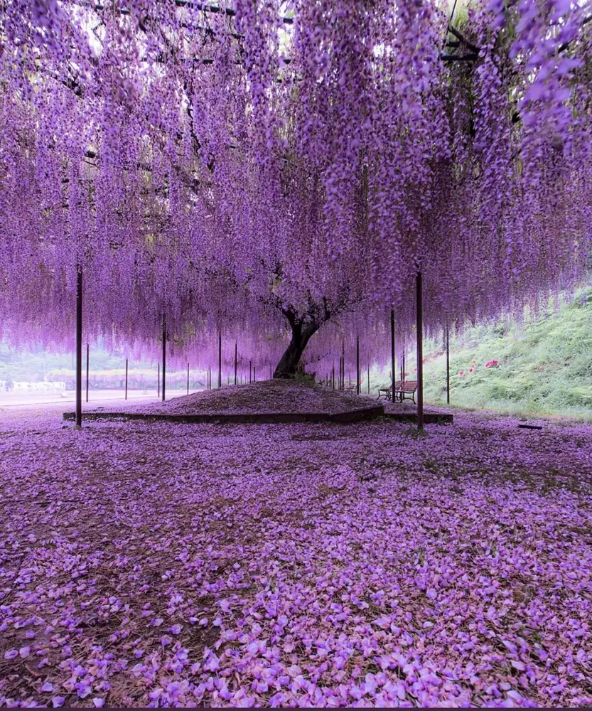 North American Wisteria (Wisteria frutescens) Japanese Wisteria (Wisteria floribunda) or Chinese Wisteria (Wisteria sinensis)