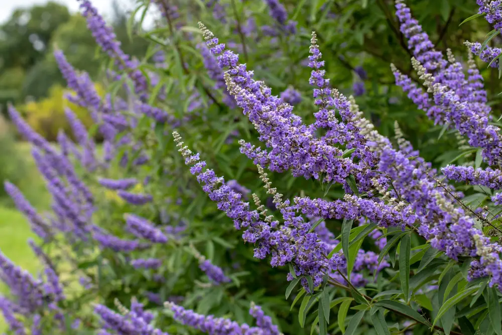 Chaste tree 'Shoal Creek’ (Vitex agnus-castus 'Shoal Creek’)