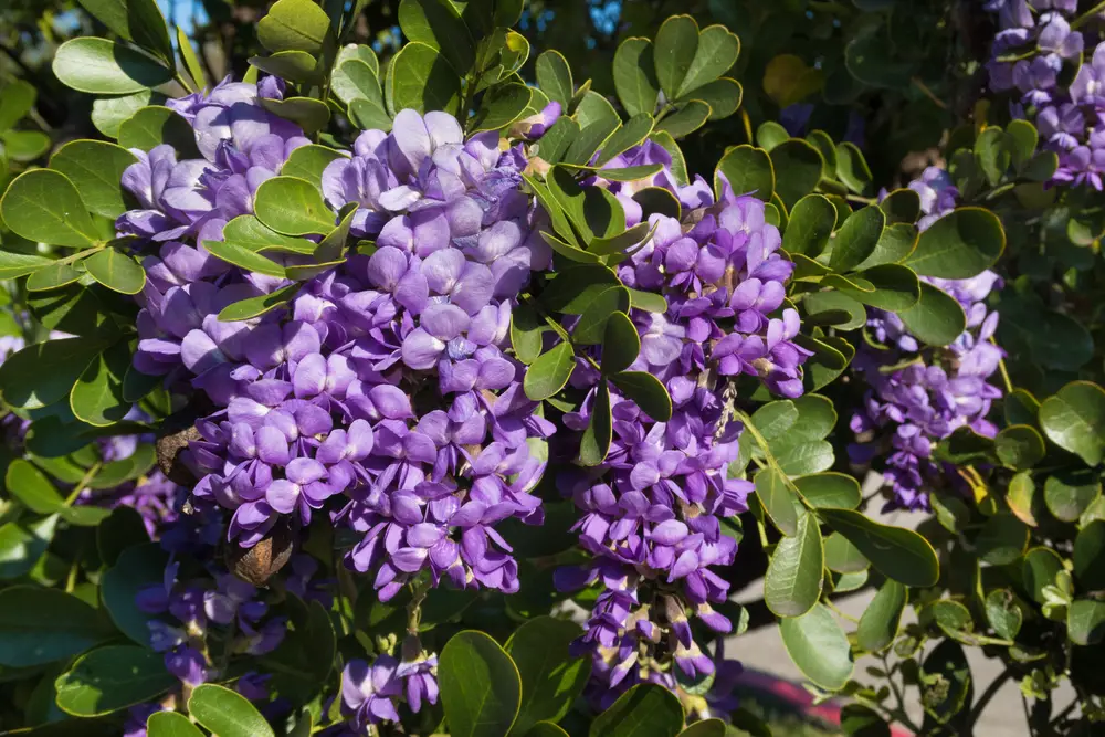 Texas Mountain Laurel (Sophora secundiflora)