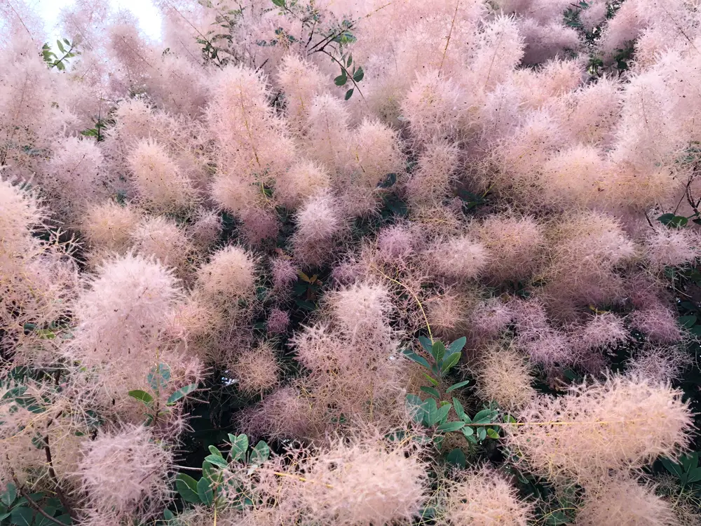 Royal Purple Smokebush (Cotinus coggygria 'Royal Purple')