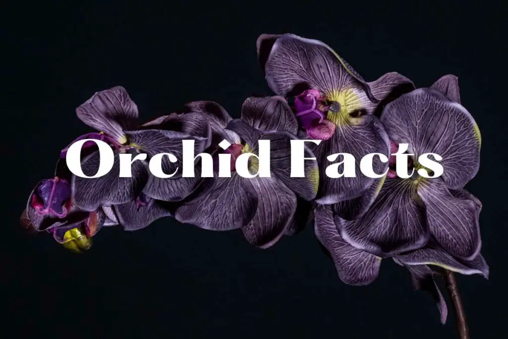 orchid facts and guides