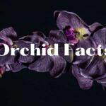 Orchid Facts: Unveiling the Mysteries of These Exquisite Blooms