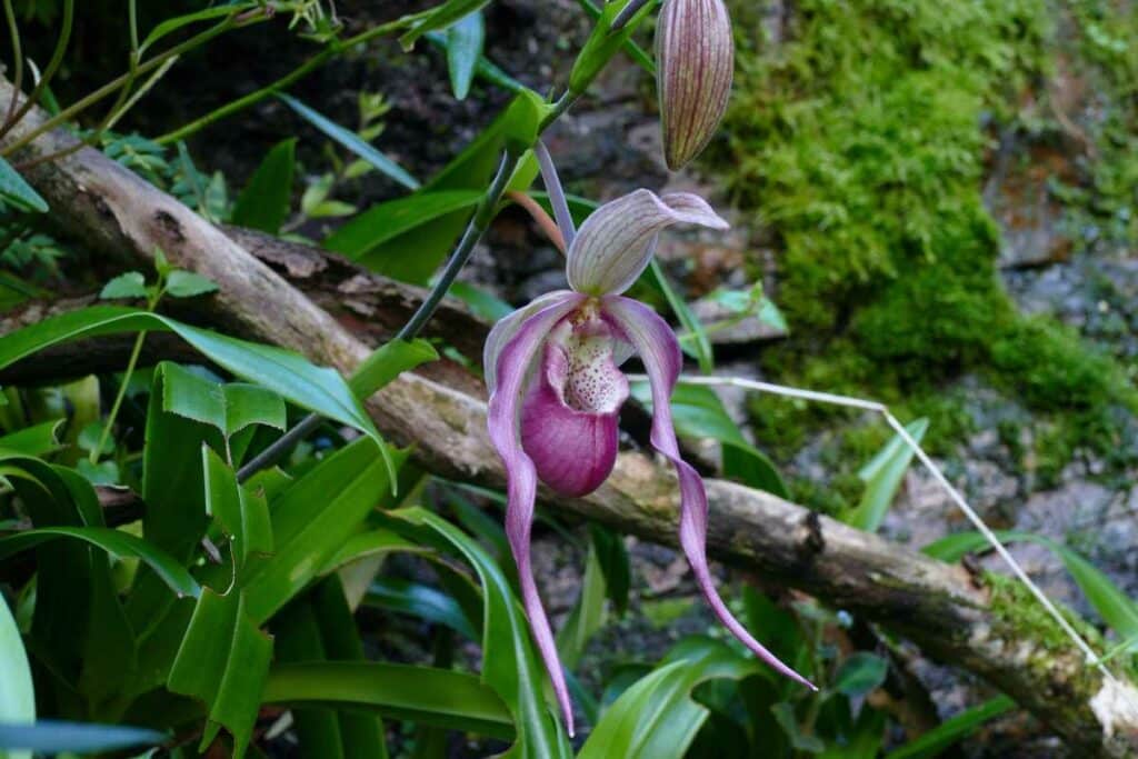 wild orchids