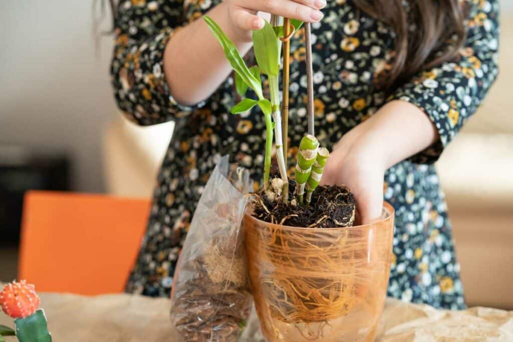 repotting orchids