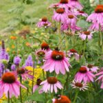 Do Slugs Eat Echinacea? ANSWER and how to prevent