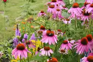 Echinacea plants
