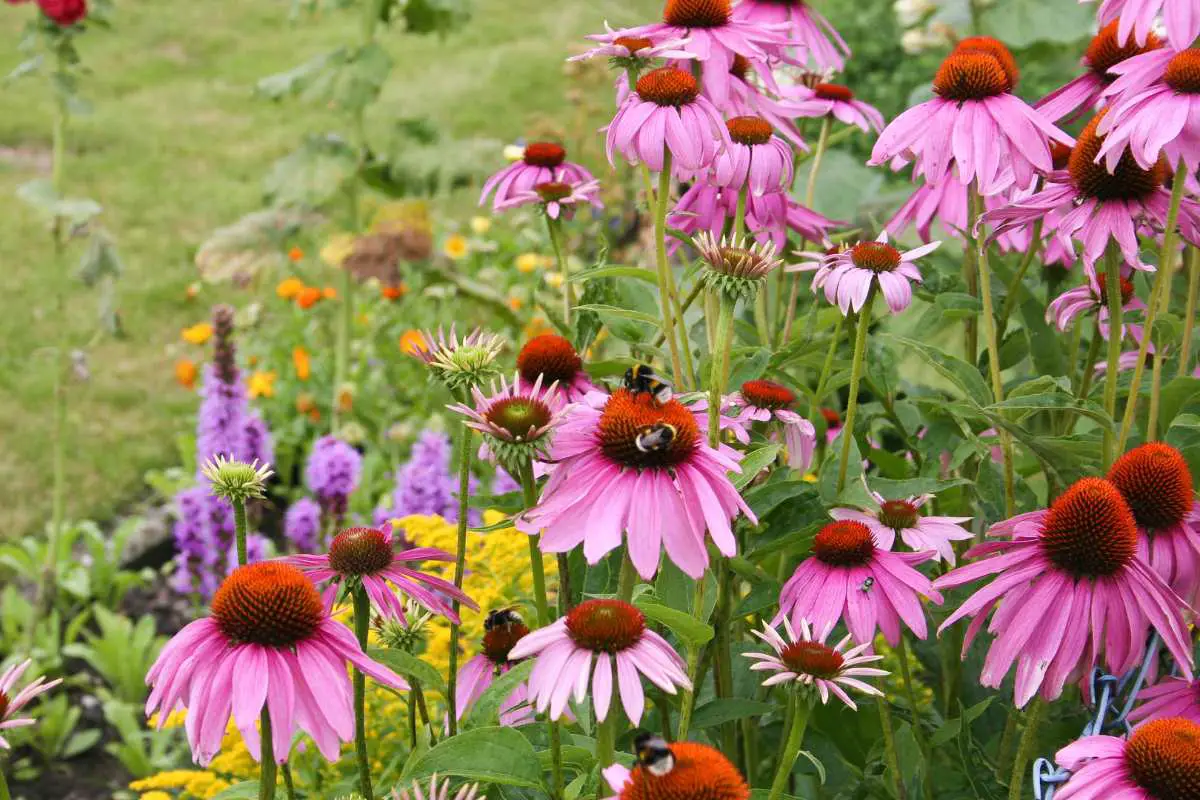 Do Slugs Eat Echinacea? ANSWER and how to prevent