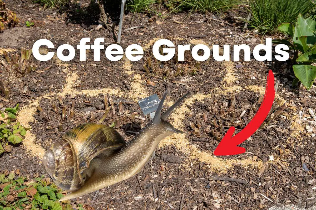 Homemade Snail Killer: Effective Coffee Grounds Solution
