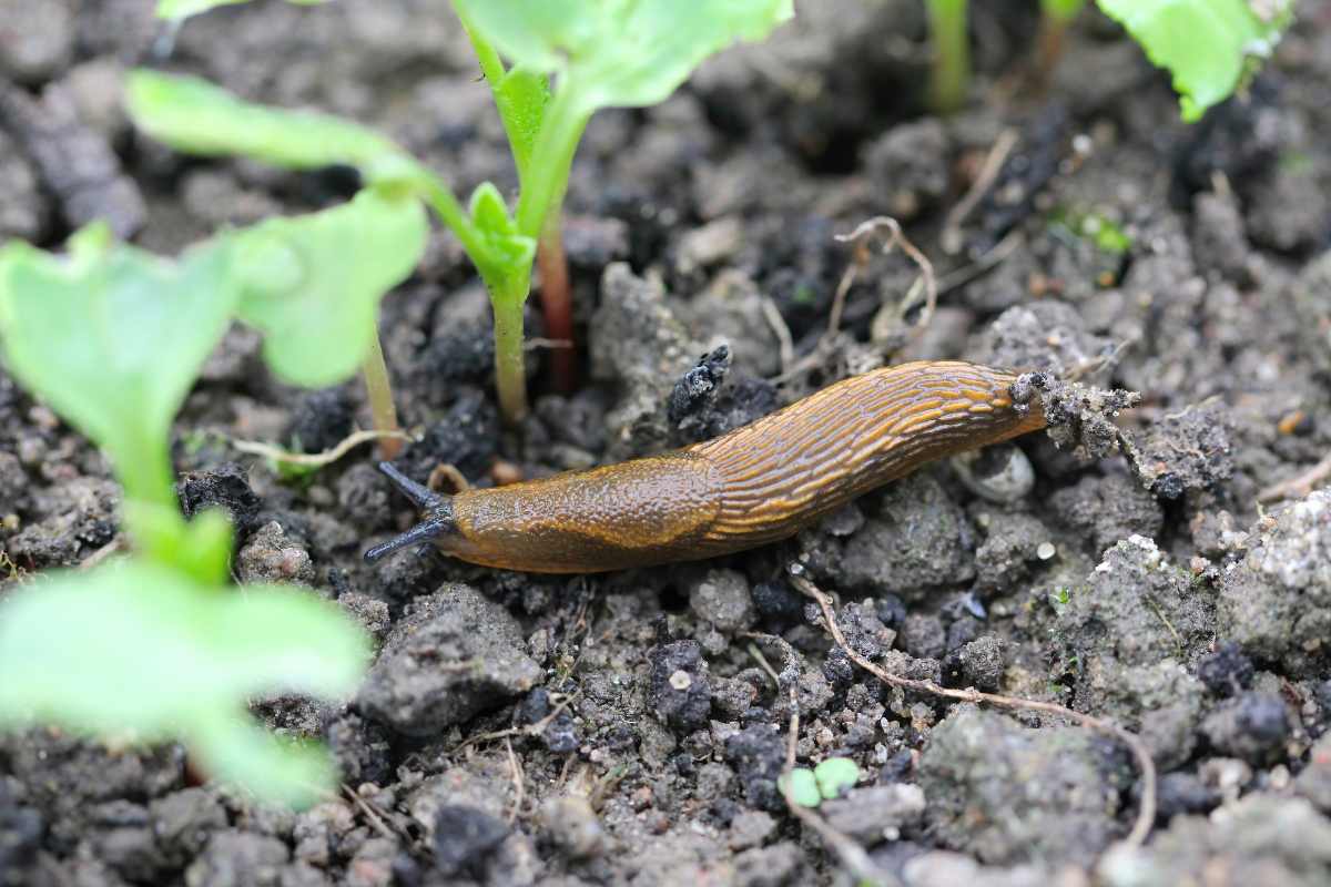 Homemade Snail Killer: Effective Coffee Grounds Solution - Gardenia Organic