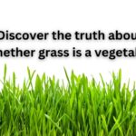 is grass a vegetable