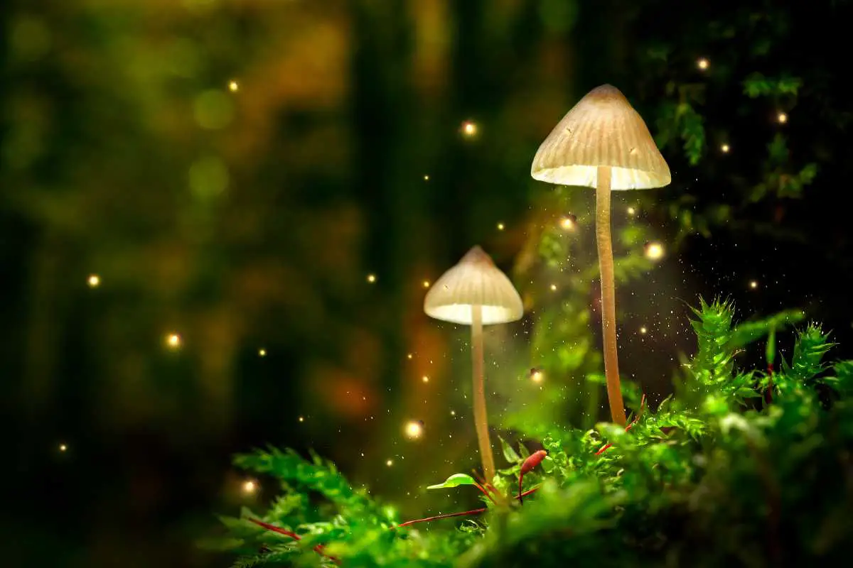 9 Mushrooms Found in Your Garden That Look Like Flowers