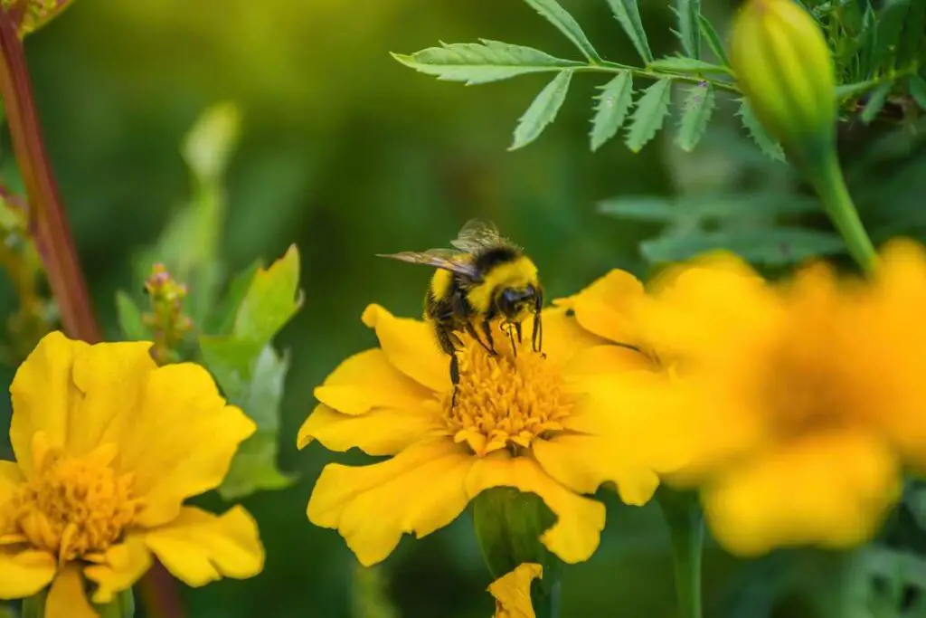 Bee collecting nectar on marigolds