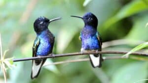 Do Hummingbirds Like Hibiscus Flowers