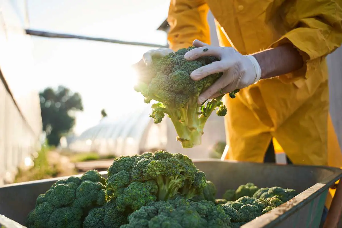 Is Broccoli Man-Made? The Truth About Its Origins