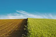 Crop Rotation in Your Garden