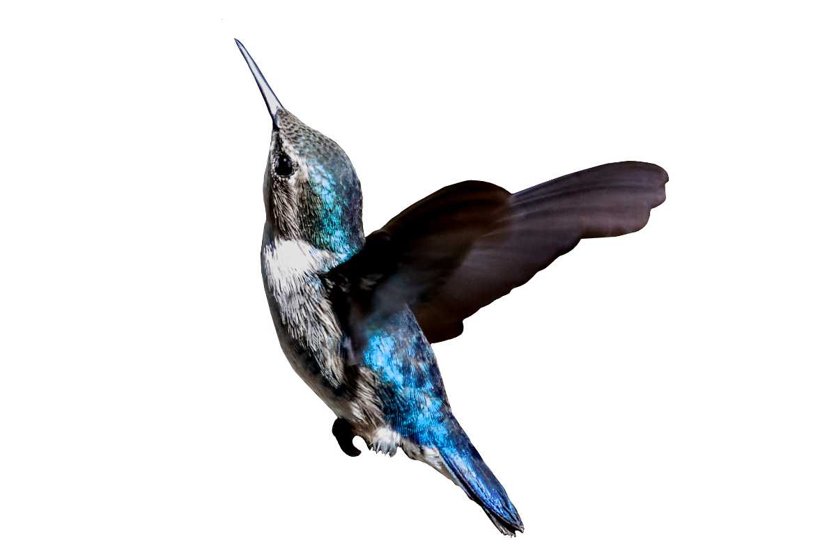 Do Hummingbirds Like Hibiscus Flowers? Attract Hummingbirds Fast