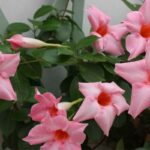 Mandevilla