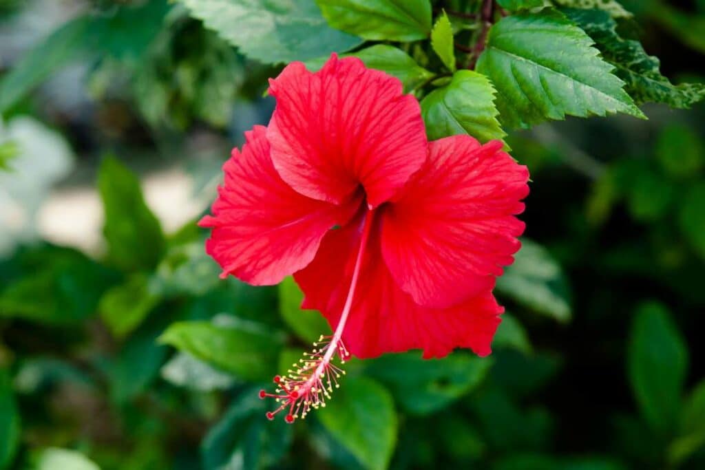 Hibiscus Flowers