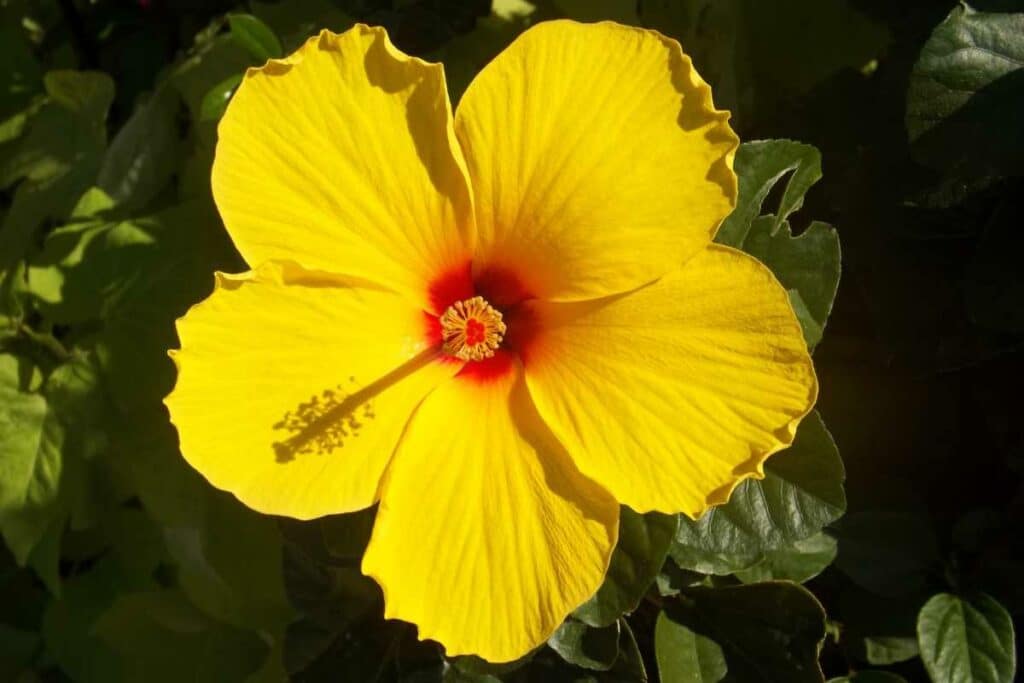 Hibiscus Flowers