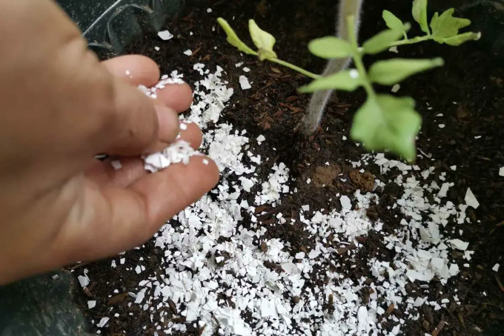 adding fertilizer to outdoor plants
