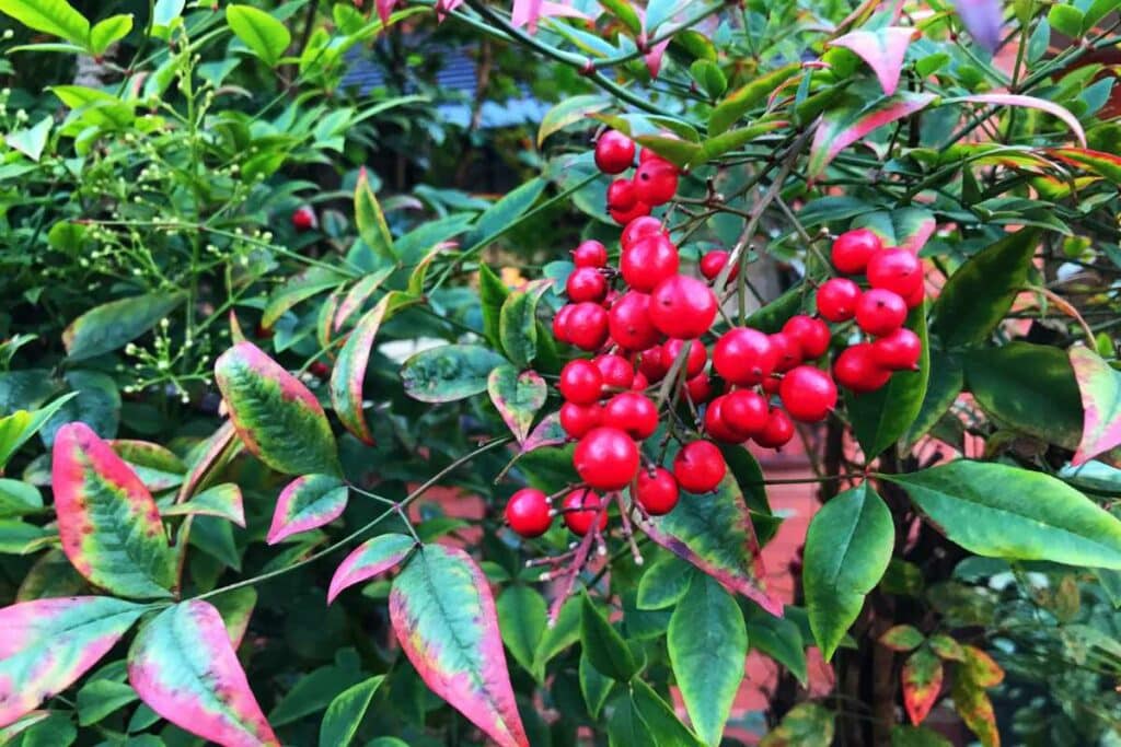 Nandina