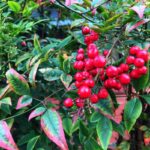 Nandina