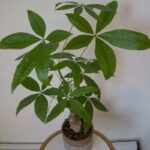 Why Is My Money Tree Dying? 5 Possible Reasons and Solutions