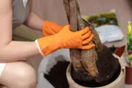 dying money tree plant