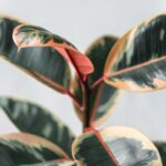 How to Revive Your Rubber Plant: 6 Tips to Help Your Rubber Tree Thrive Again
