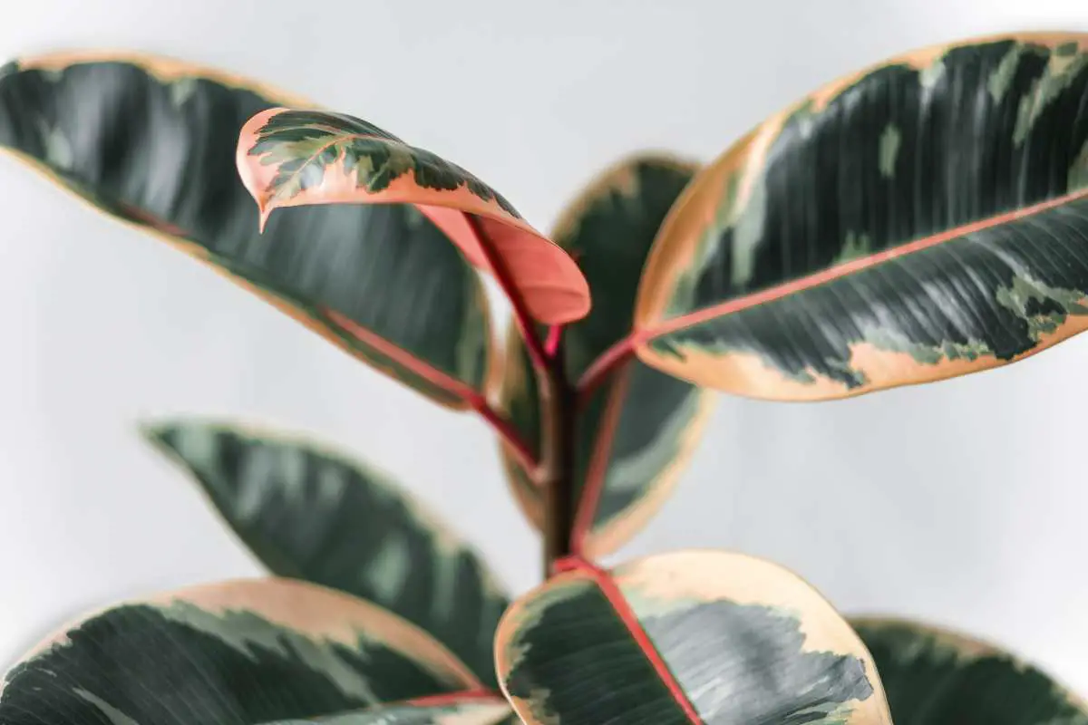 How to Revive Your Rubber Plant: 6 Tips to Help Your Rubber Tree Thrive Again