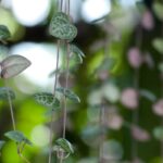 string of heart plant