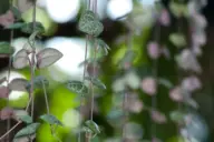string of heart plant