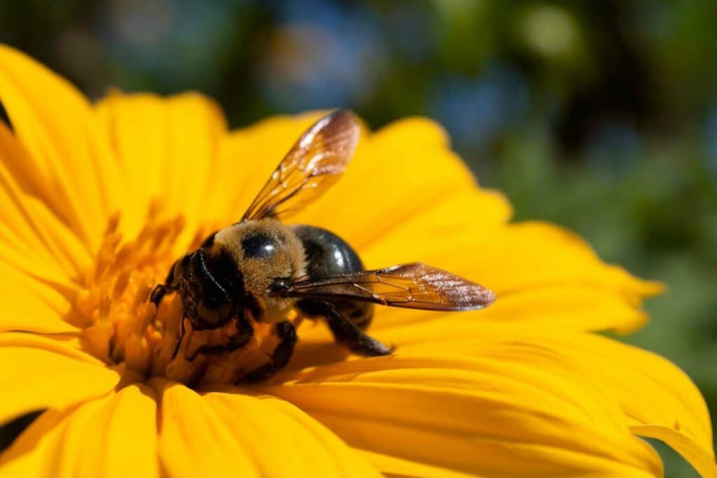 Bee on a marigold