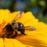 Bee on a marigold