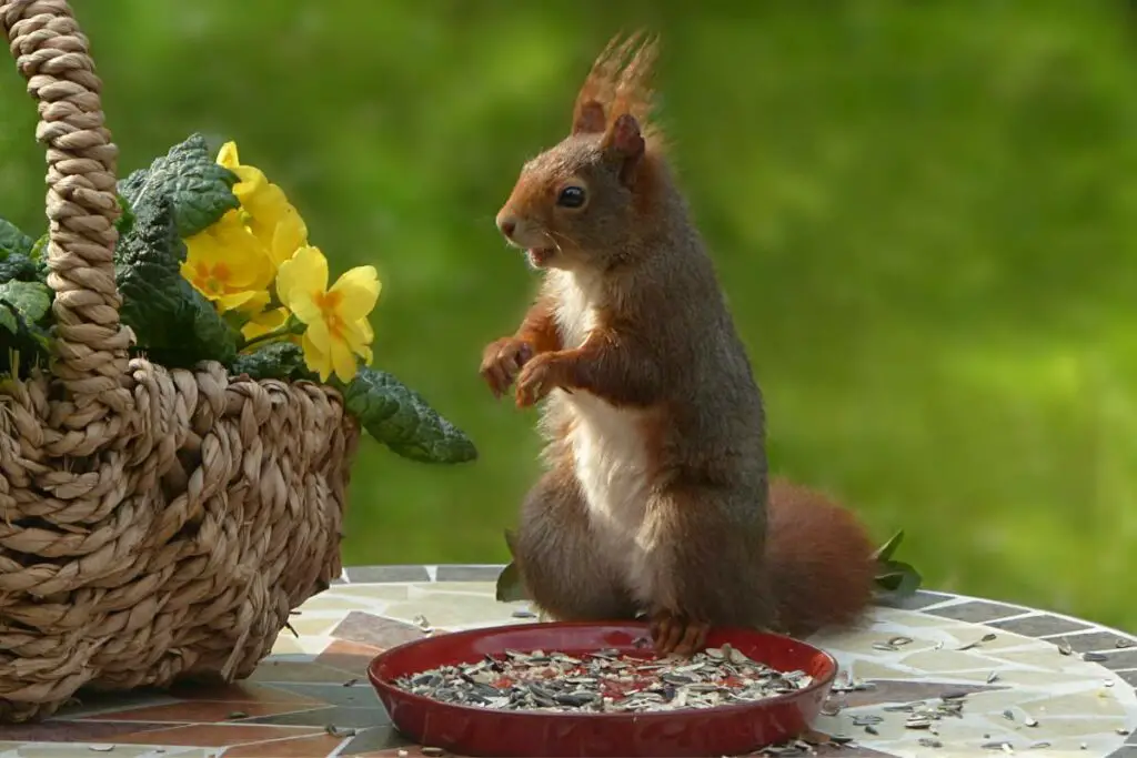 Keep Squirrels Out of Your Flower Pots