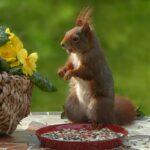 Effective Ways to Keep Squirrels Out of Your Flower Pots