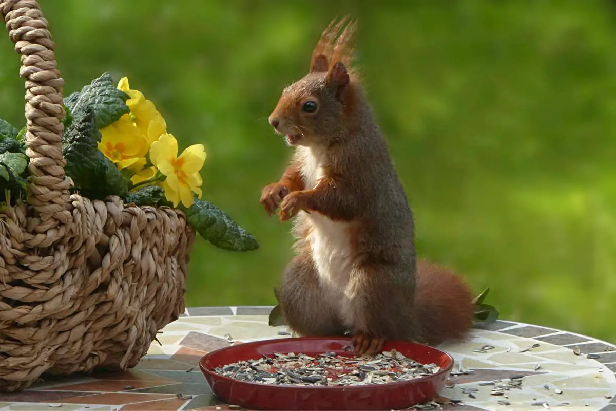 Effective Ways to Keep Squirrels Out of Your Flower Pots