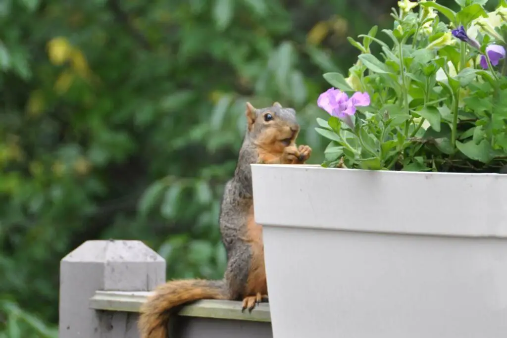 squirrel eating plants from a plant pot 