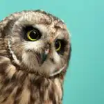 owl