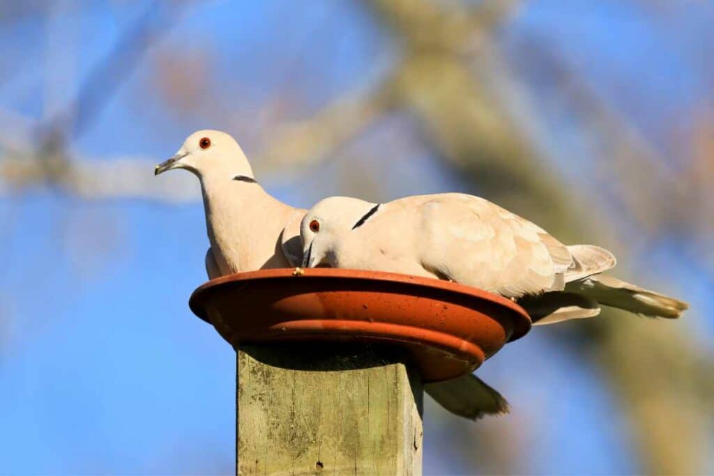 DOVES FEEDING