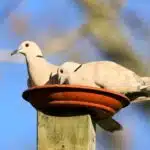 DOVES FEEDING