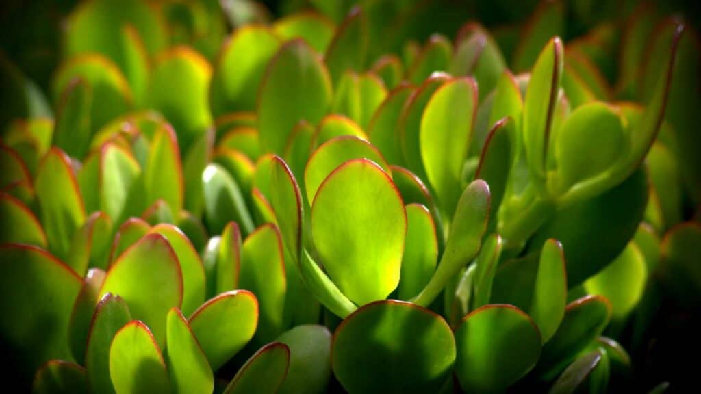 JADE PLANT