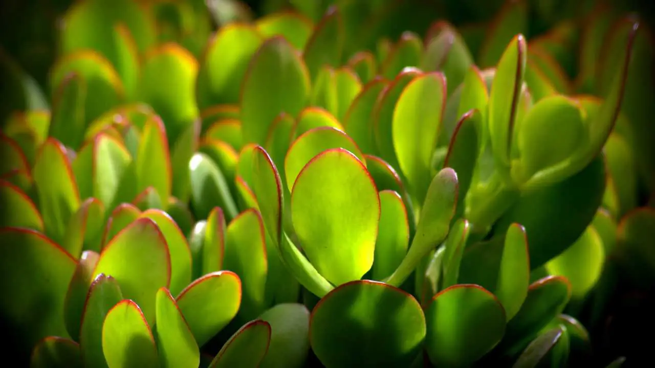 Do Jade Plants Bloom – Fact or Fiction?