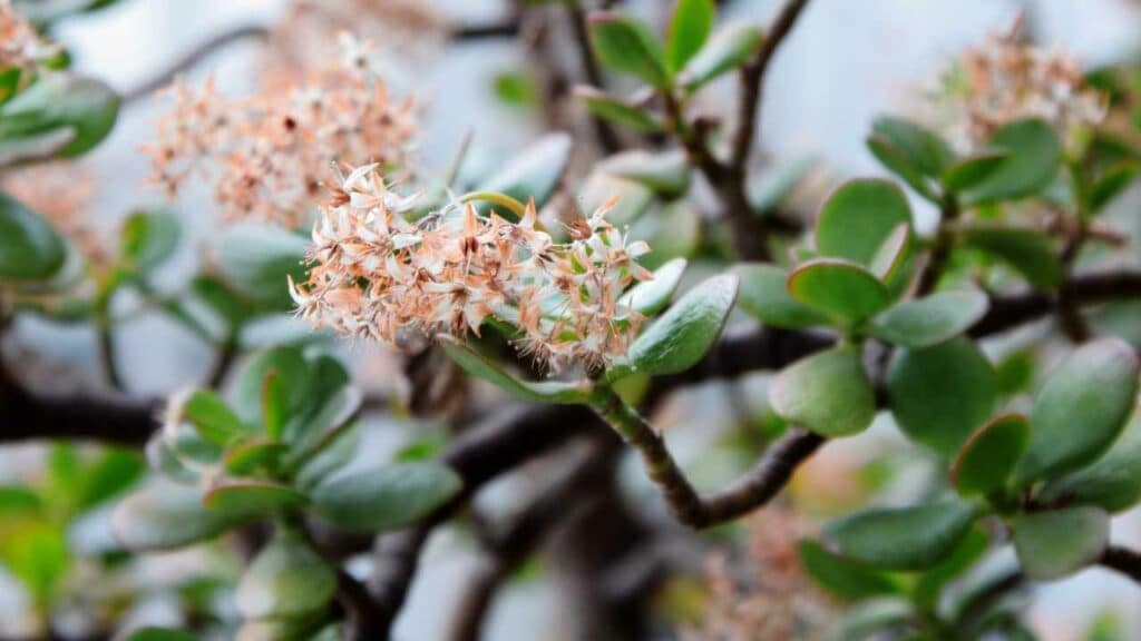 JADE PLANT