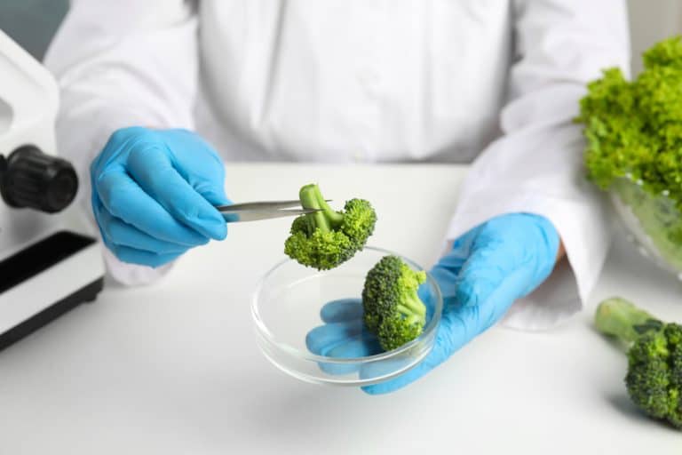 Is Broccoli ManMade? The Truth About This Popular Vegetable
