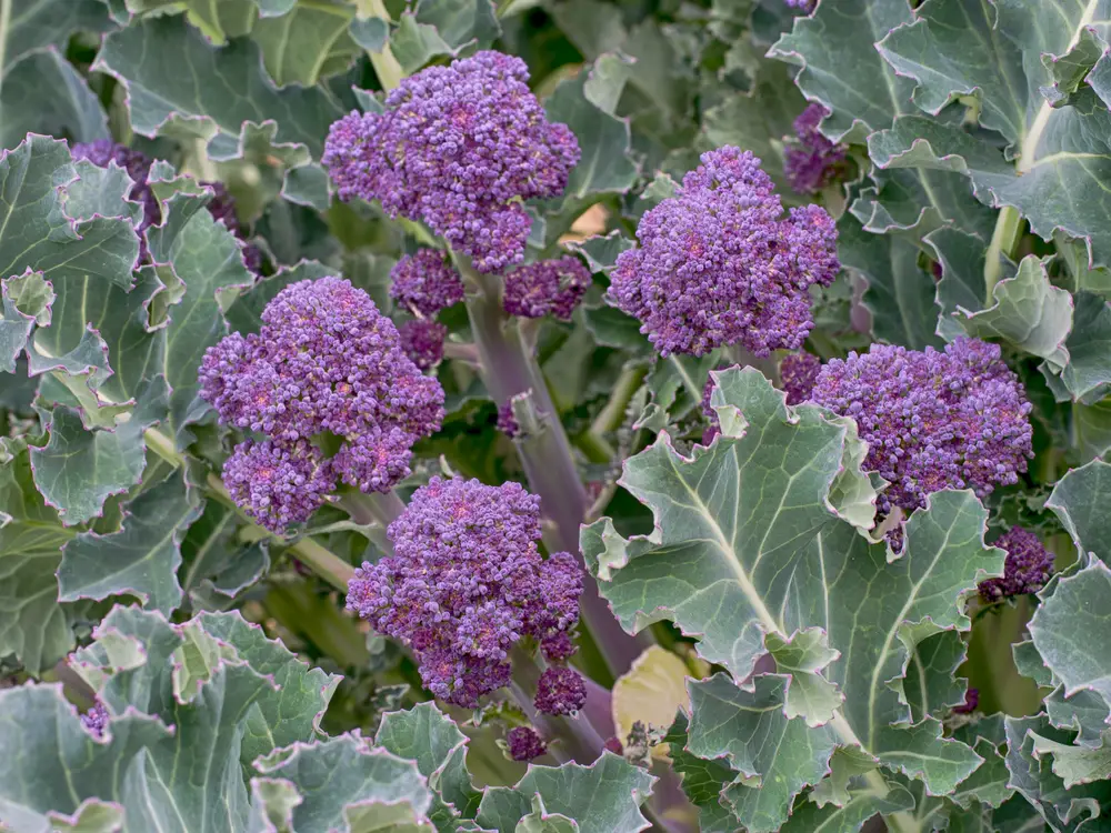 Broccoli’s Botanical Characteristics